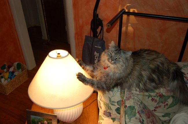 Fuzzy likes to warm her paws on the lampshade
Keywords: Fuzzy