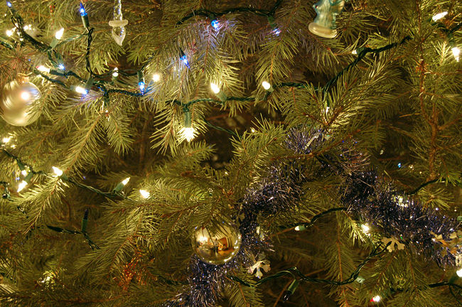 Christmas Tree closeup
Keywords: Christmas
