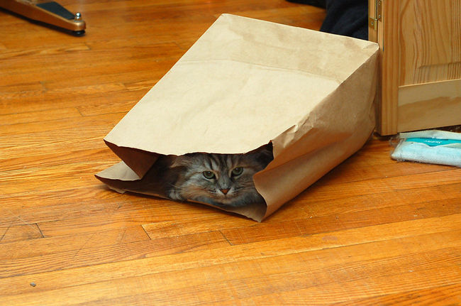 Bag cat
Fuzzy in her hidey hole
Keywords: Fuzzy
