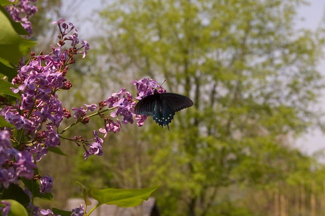 Butterfly at Seneca Rocks
