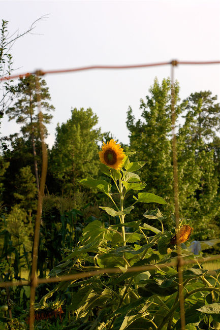 Sunflower through the fence
Logansport, Louisiana
