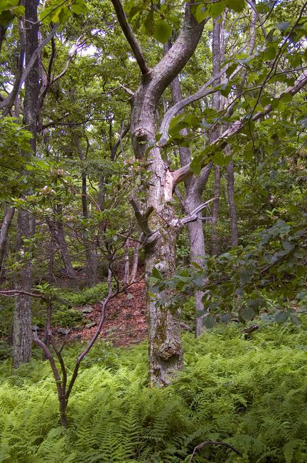 Tree and ferns
Shenandoah National Park 
