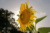 la-sunflower-1.jpg