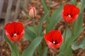 tulips2.jpg