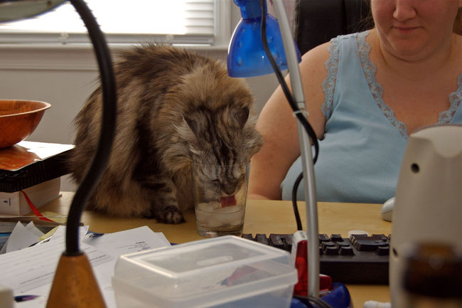 Fuzzy likes Mom's icewater
Mom's icewater tastes better than the water in her bowl
Keywords: Fuzzy