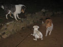 Cutie_getting_acquainted_with_Erik_s_pooches20100709.jpg