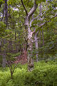 tree-ferns1.jpg